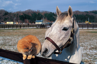 雪が残る牧場で馬と猫