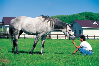 牧場で馬に餌を与える男性