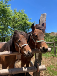 晴れた日に、2頭の茶色いポニーが木製の柵から顔をのぞかせています。水色の頭絡をつけ、緑豊かな木々と青い空を背景に、のどかな牧場の風景が広がっています。