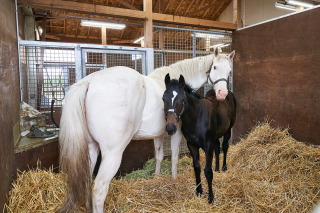 厩舎のソダシ親子