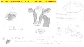 牛の目のスケッチ