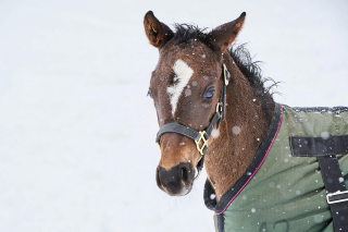 ブランケットを着用した仔馬