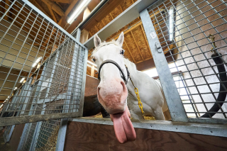 舌を出すソダシ