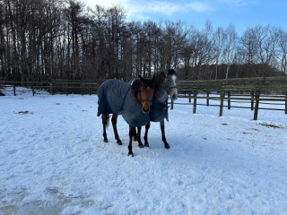 雪が積もった牧場で、冬用の馬着を着た茶色と灰色の2頭の馬