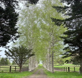新緑の白樺が並ぶ美しい並木道